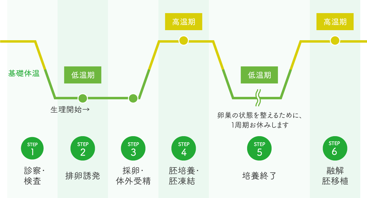 体外受精の流れ